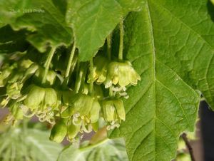 Javor italský (Acer opalus)