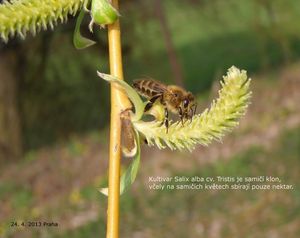 Vrba bílá (Salix alba)