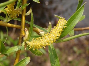 Vrba náhrobní (Salix alba x S.babylonica)