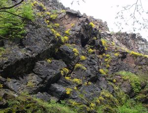 Tařice skalní (Aurinia saxatilis)