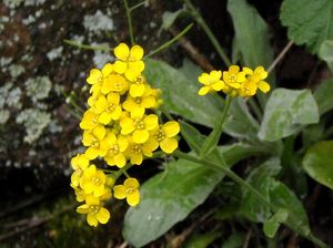 Tařice skalní (Aurinia saxatilis)