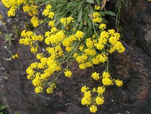 Tařice skalní (Aurinia saxatilis)