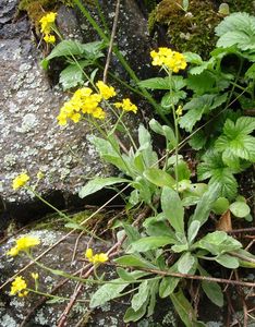 Tařice skalní (Aurinia saxatilis)