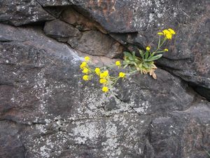 Tařice skalní (Aurinia saxatilis)