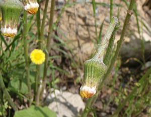 Podběl lékařský (Tussilago farfara)