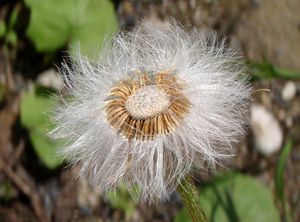 Podběl lékařský (Tussilago farfara)