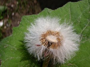 Podběl lékařský (Tussilago farfara)