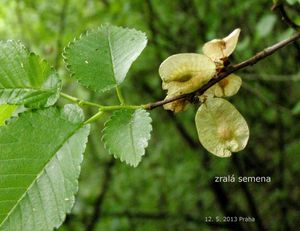 Jilm habrolistý (Ulmus minor)