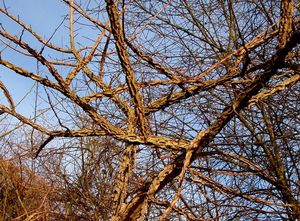 Jilm habrolistý (Ulmus minor)