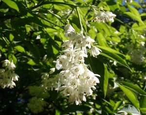 Klokoč zpeřený (Staphylea pinnata L.)