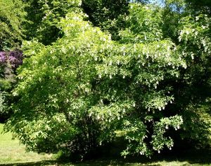 Klokoč zpeřený (Staphylea pinnata L.)