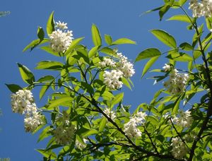 Klokoč zpeřený (Staphylea pinnata L.)