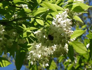 Klokoč zpeřený (Staphylea pinnata L.)