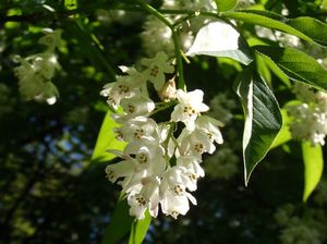 Klokoč zpeřený (Staphylea pinnata L.)