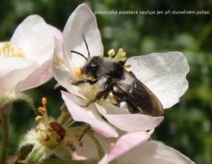 Jabloň (Malus domestica)