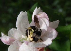 Jabloň (Malus domestica)