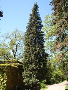 Cypřišek Lawsonův (Chamaecyparis lawsoniana)