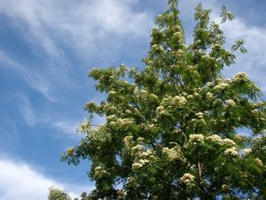 Jeřáb ptačí (Sorbus aucuparia)
