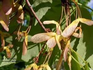 Javor červený (Acer rubrum)