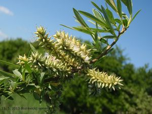 Vrba košařská a pod. (Salix viminalis x S.sp.)