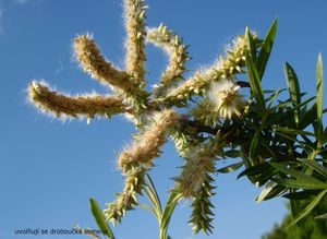 Vrba košařská a pod. (Salix viminalis x S.sp.)