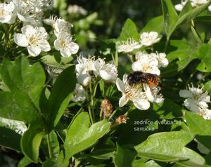 Hloh (Crataegus)