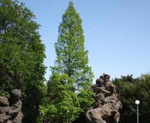 Metasekvoj čínská (Metasequoia glyptostroboides)