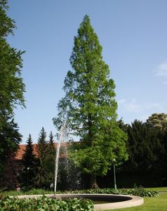 Metasekvoj čínská (Metasequoia glyptostroboides)