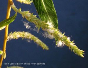 Vrba bílá (Salix alba)