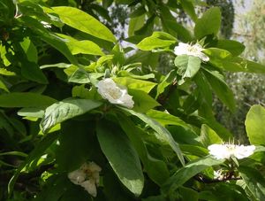 Mišpule obecná (Mespilus germanica)