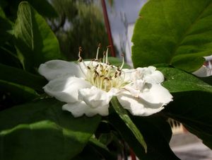 Mišpule obecná (Mespilus germanica)