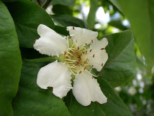 Mišpule obecná (Mespilus germanica)