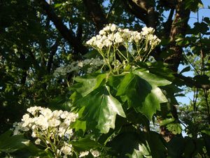 Jeřáb břek (Sorbus torminalis)