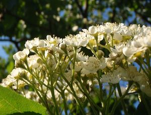 Jeřáb břek (Sorbus torminalis)