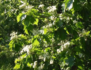 Jeřáb břek (Sorbus torminalis)