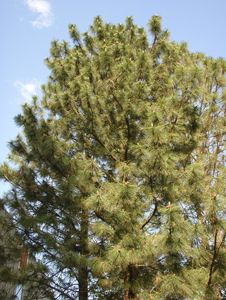 Borovice těžká (Pinus ponderosa)