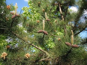 Borovice těžká (Pinus ponderosa)