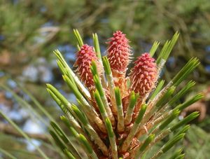 Borovice těžká (Pinus ponderosa)