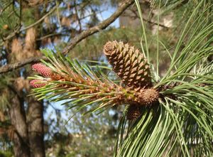 Borovice těžká (Pinus ponderosa)