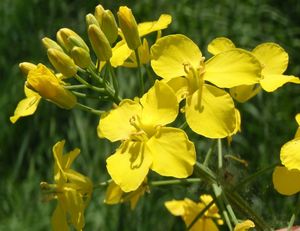 Řepka olejka (Brassica napus)