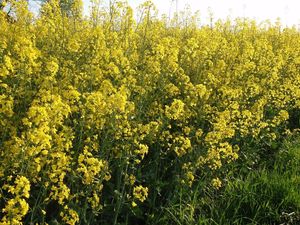 Řepka olejka (Brassica napus)