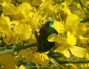 Řepka olejka (Brassica napus)