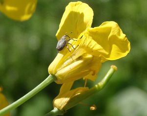 Řepka olejka (Brassica napus)