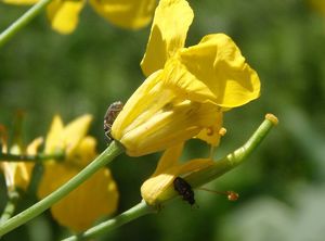 Řepka olejka (Brassica napus)