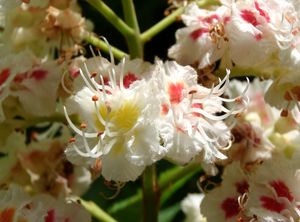 Jírovec maďal (Aesculus hippocastanum)