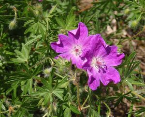 Kakost krvavý (Geranium sanguineum)