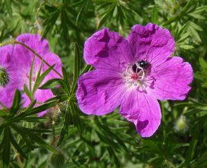 Kakost krvavý (Geranium sanguineum)