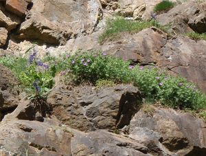 Kakost krvavý (Geranium sanguineum)