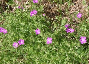 Kakost krvavý (Geranium sanguineum)