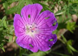 Kakost krvavý (Geranium sanguineum)